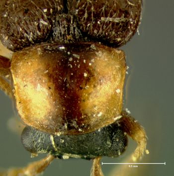 Media type: image;   Entomology 3386 Aspect: pronotum dorsal